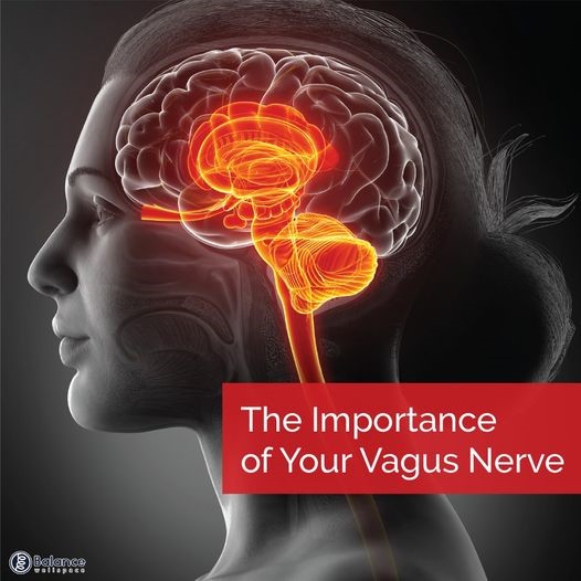 The Importance of Your Vagus Nerve Balance Wellspace, VA
